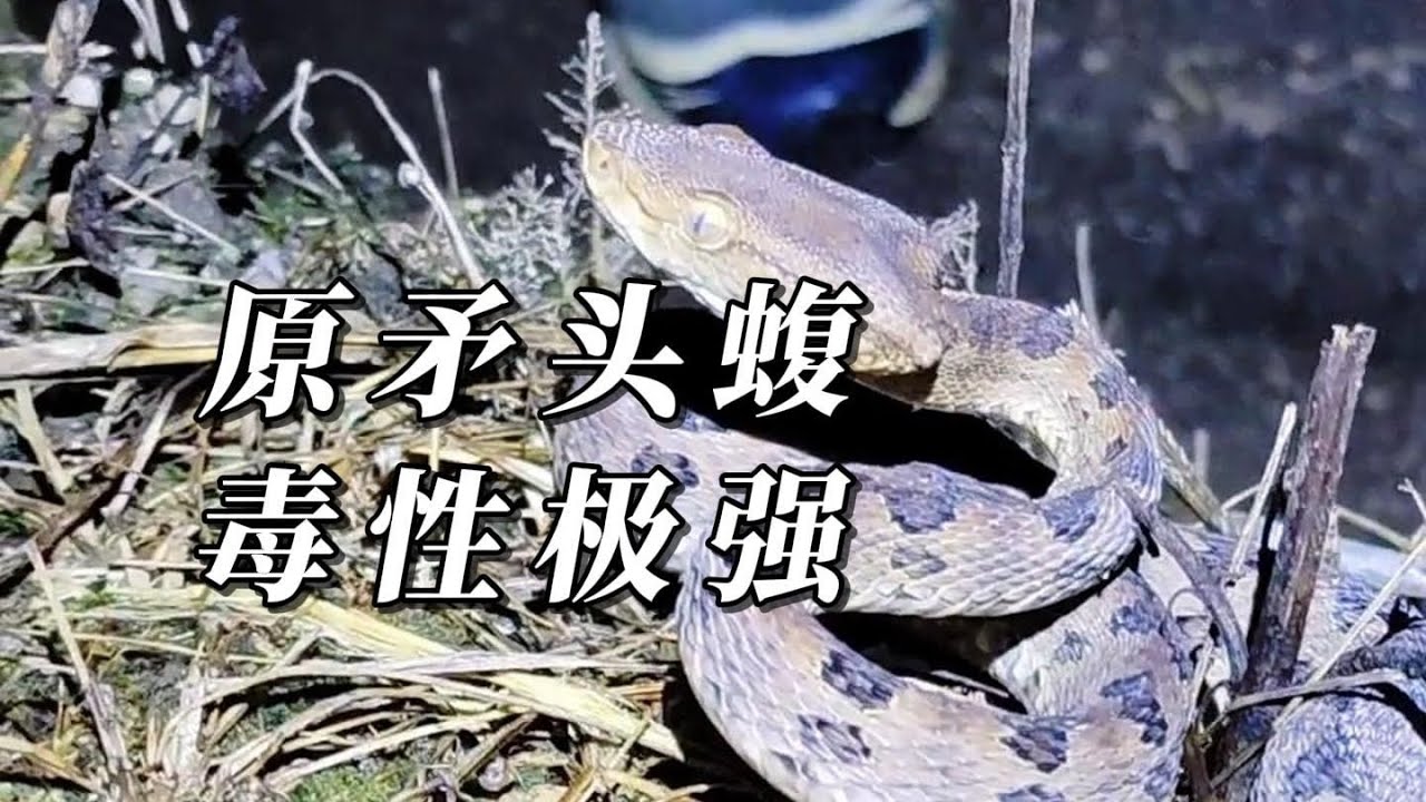 第一次见四颗管牙剧毒矛头蝮，蛇哥讲述被咬经历，看到最后有彩蛋！