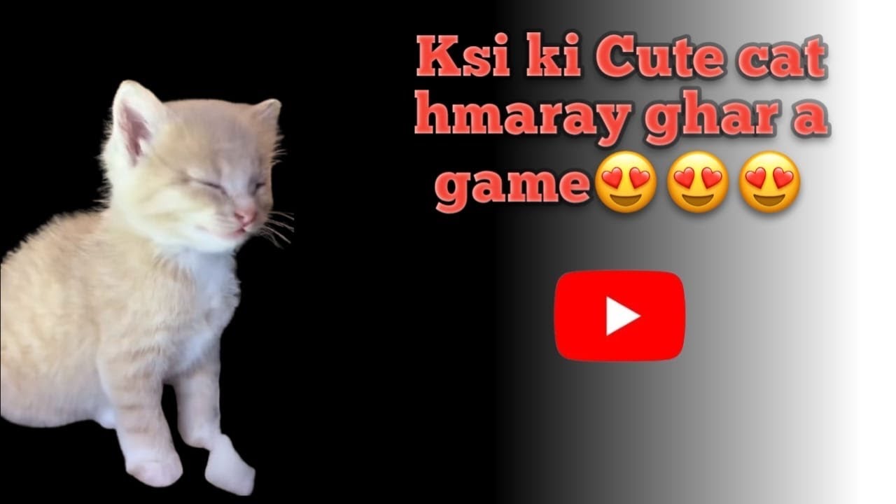 Meray Ghr ksi ki cute see cat aii 😍😍😍