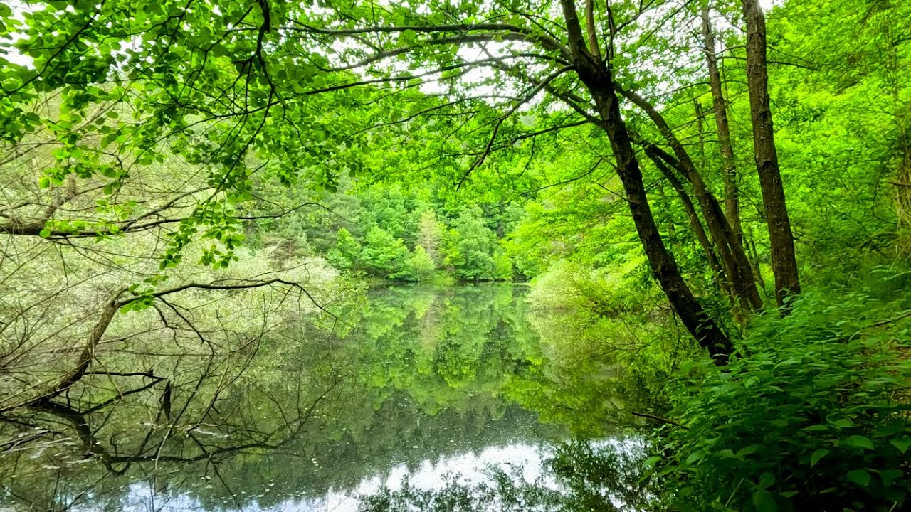 Spring Lake Alive — Natural Sounds of Birds , Water & Deep Forest Calm