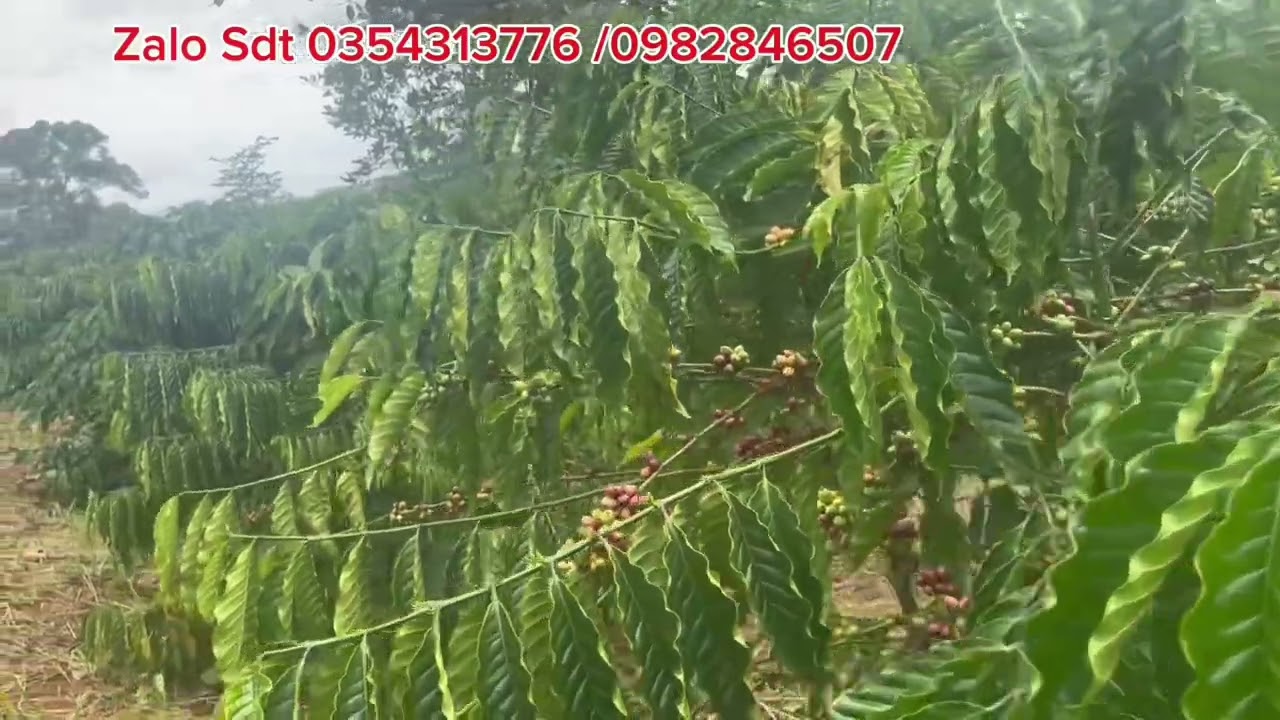 Mảnh vườn cafe nguồn thu mạnh  cách ql 681 chỉ 200 m #bds @bat