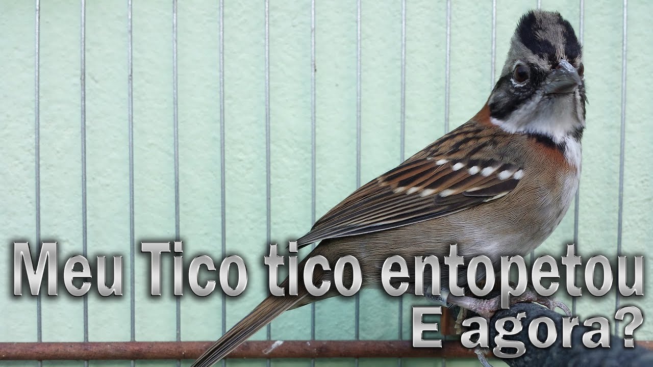 Meu Tico tico entopetou para mim ele vai voltar a cantar ou tenho que passar para outro criador?