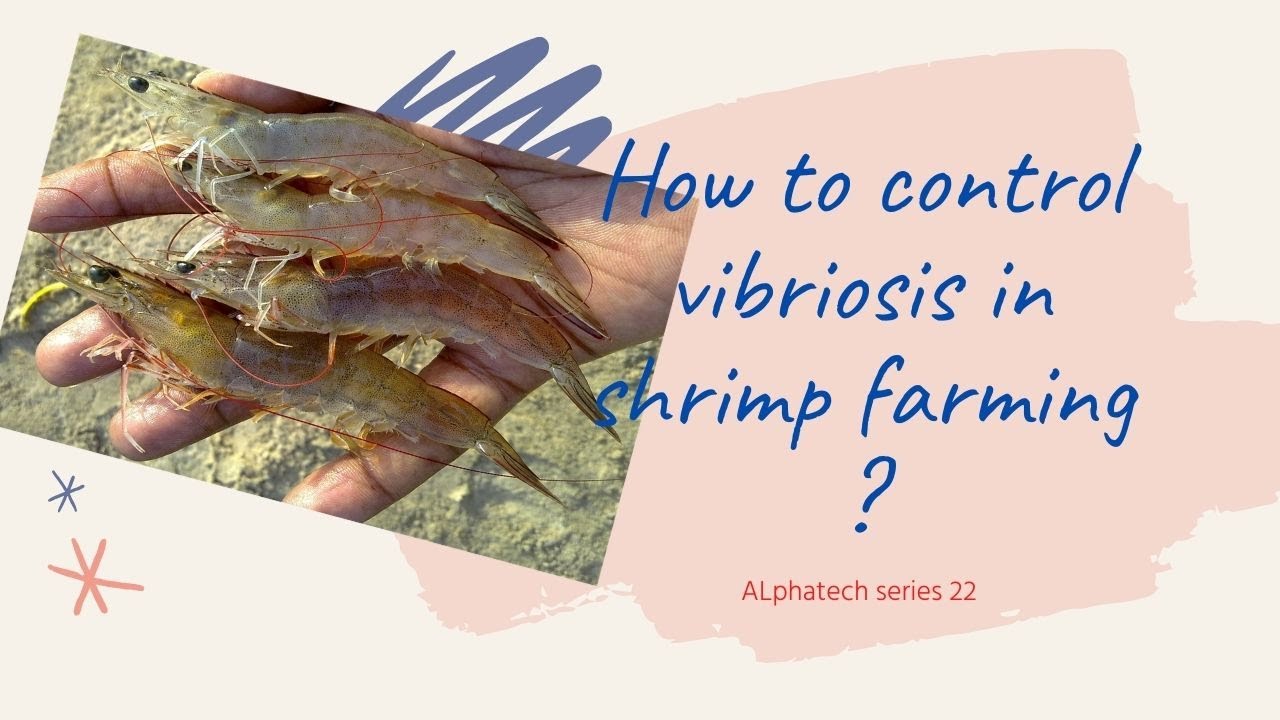 How to control vibriosis in shrimp farming ? (Telugu)