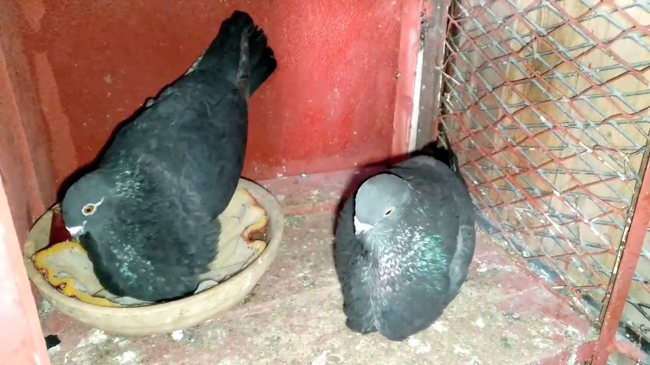 الولعة في الاجواء باردا وشتاء 🌧️ مع حمام سيفيانوس اصلي كوبلة رائعة #ماشاءالله 🕊️🕊️🪺🪹🇲🇦🇲🇦🇲🇦🇲🇦
