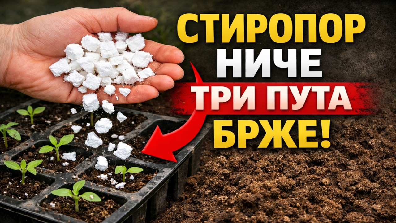 ЗАБОРАВИТЕ на перлит и вермикулит! Стиропор убрзава ницање чак три пута. Испробавамо стари народни