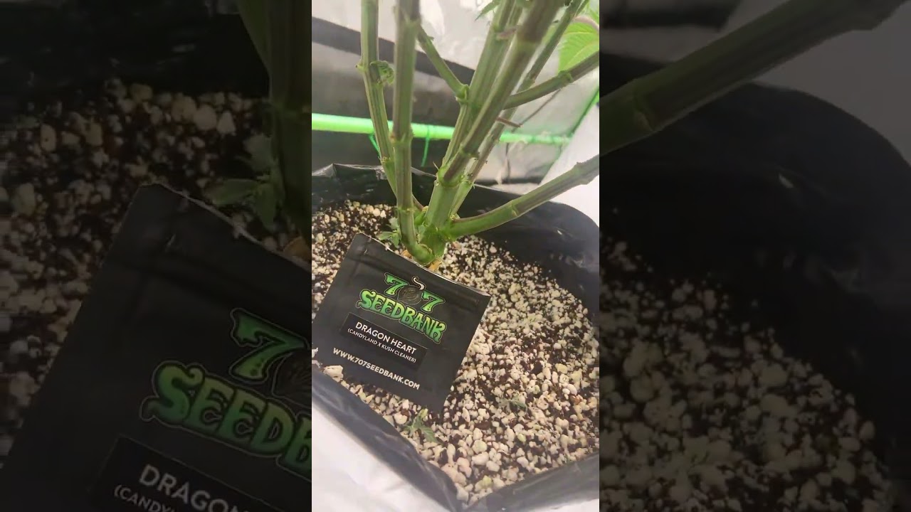 707 Dragon Heart #707seedbank # plantlife #indoorplants #growing # minnesota