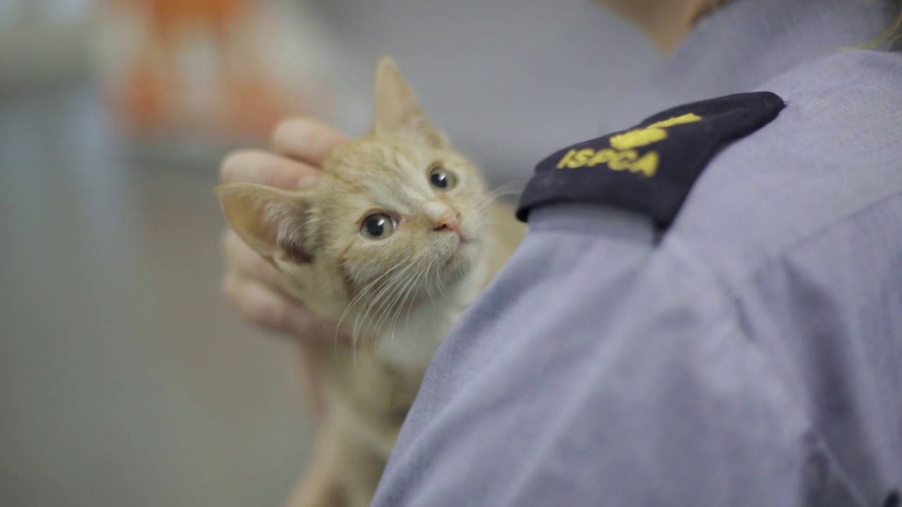 ISPCA 2015