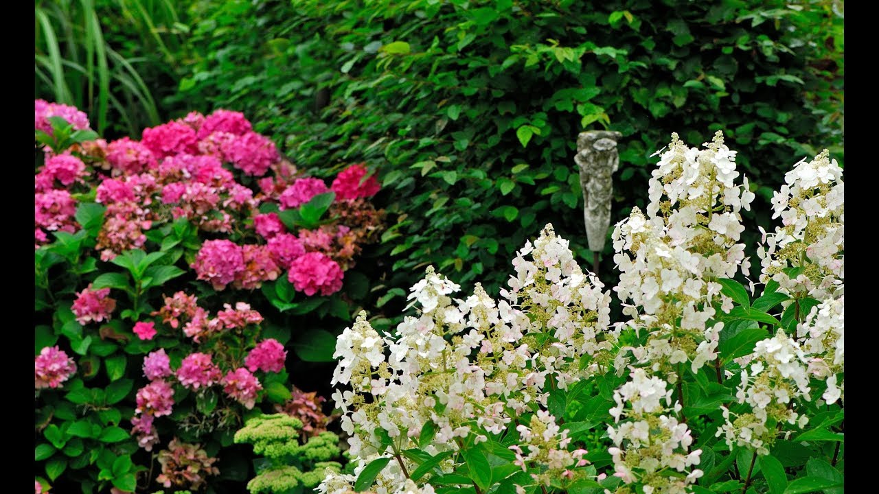 4 variedades de hortensia paniculata - Decogarden