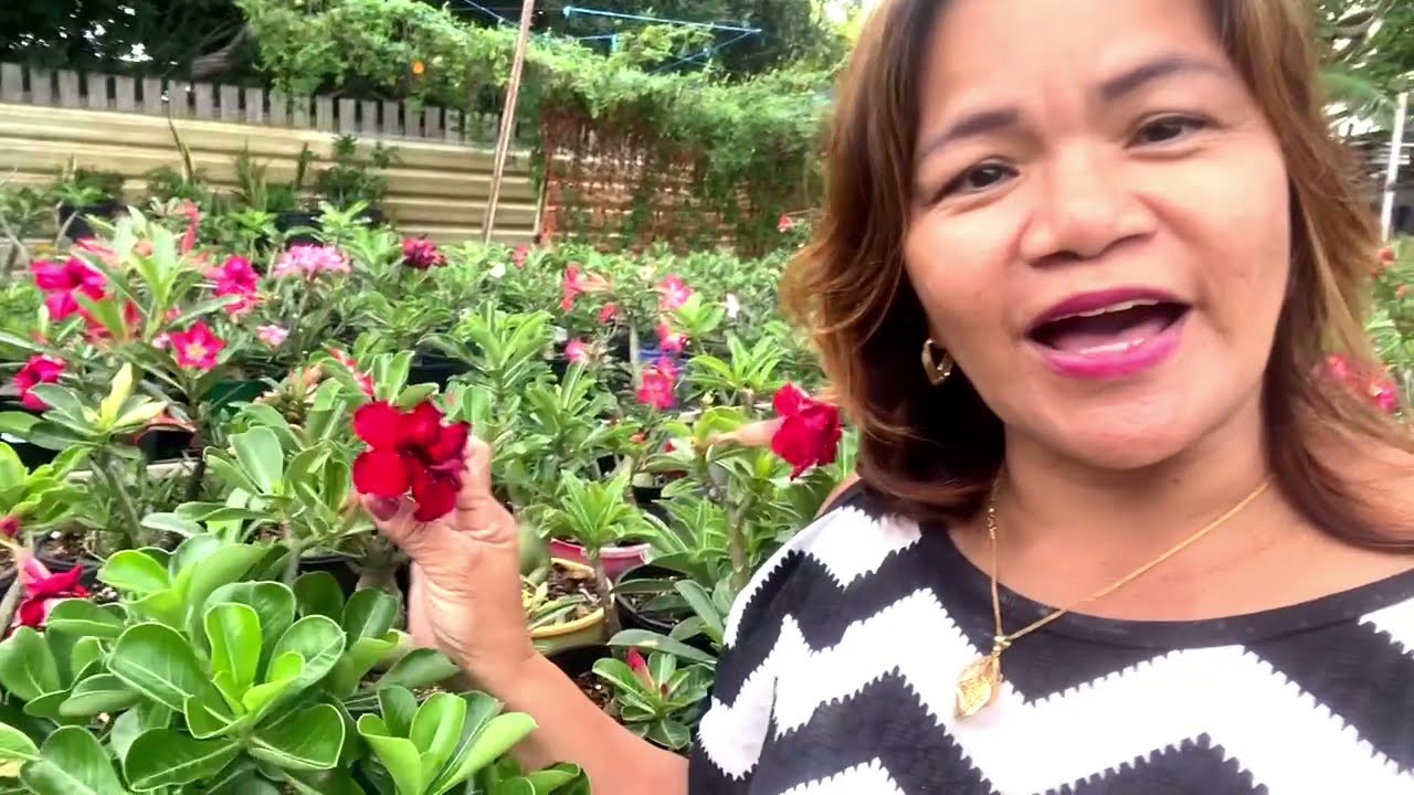 LET’S TAKE A WALK IN MY DESERT ROSE GARDEN