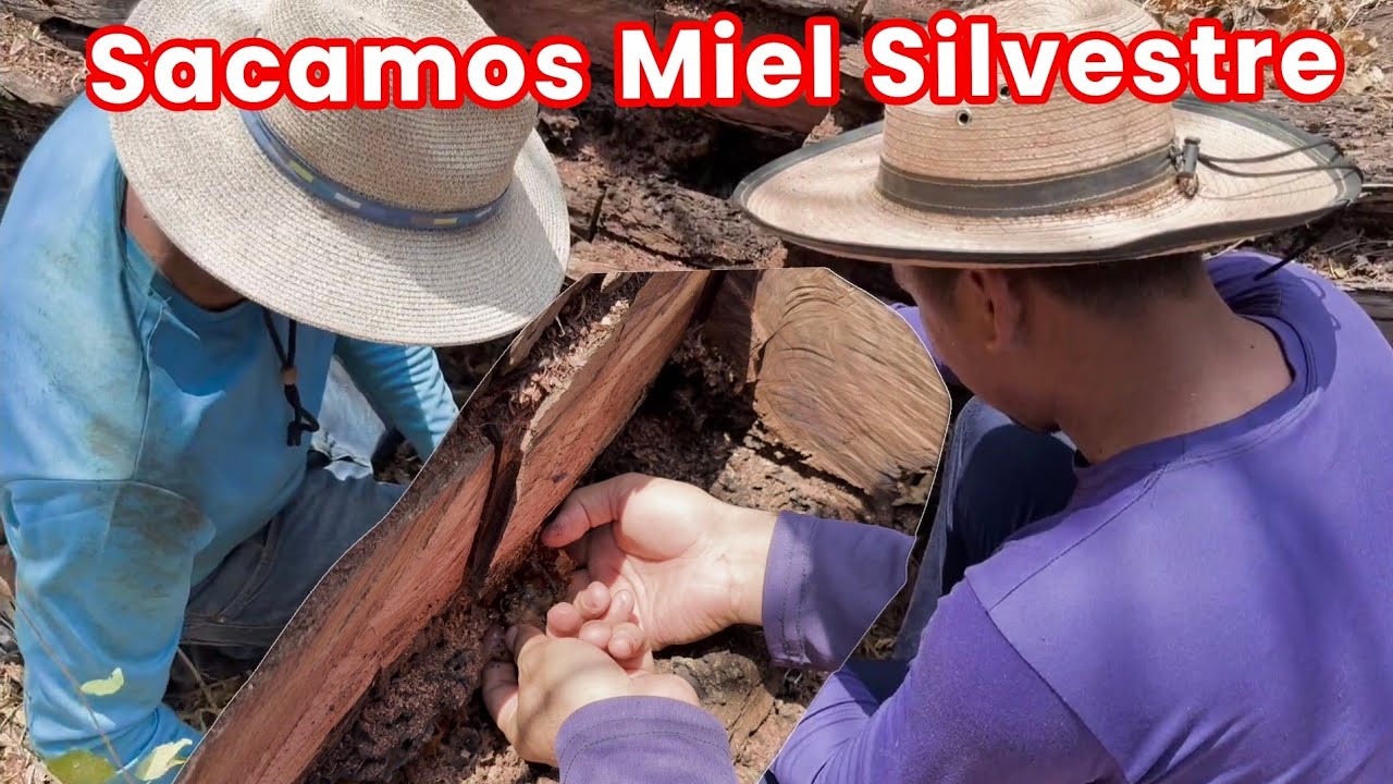 Dicen que Esta miel Cura las Cataratas de los Ojos