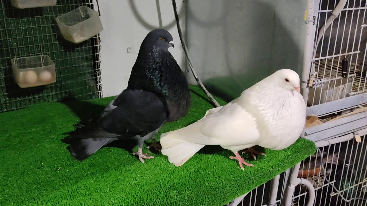 Palomos Buchones Veleños, pichona jazmína 2020 y Prieto en negro 2019.