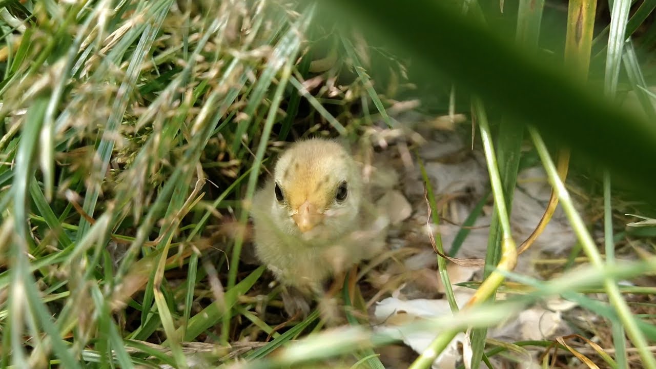 The only Yellow Golden pheasant chick from this year