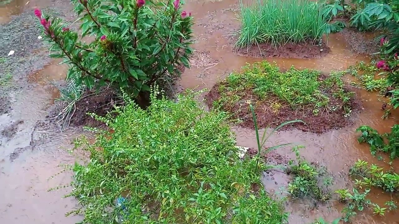 Chuva Agora no Interior de SP - Veja Como Fica o Quintal de Terra