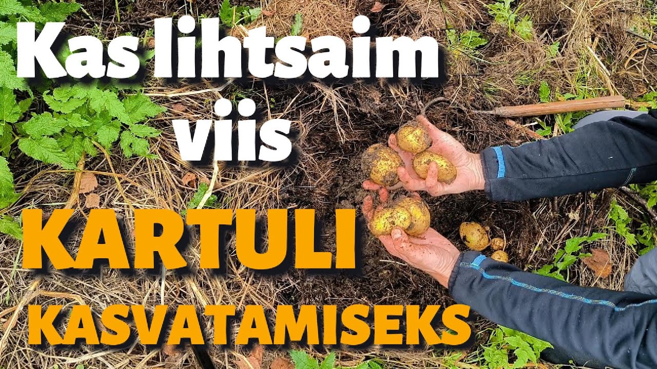 Hooldusvaba kartuli kasvatamine heina sees. Eksperiment. Permakultuur.