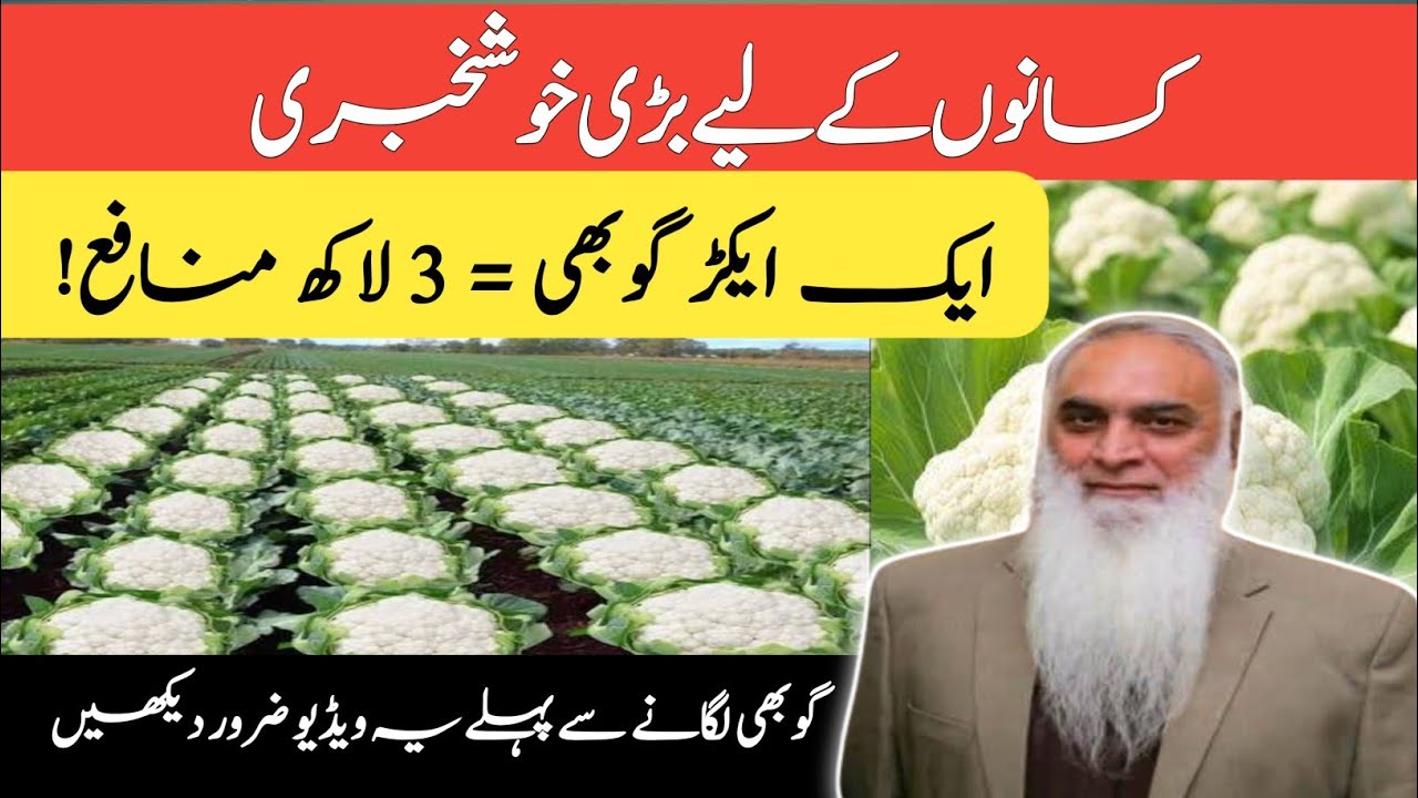Kisanon ke liye bari khushkhabri | 1 acre gobhi se 3 lakh munafa | Gobhi farming profit Pakistan