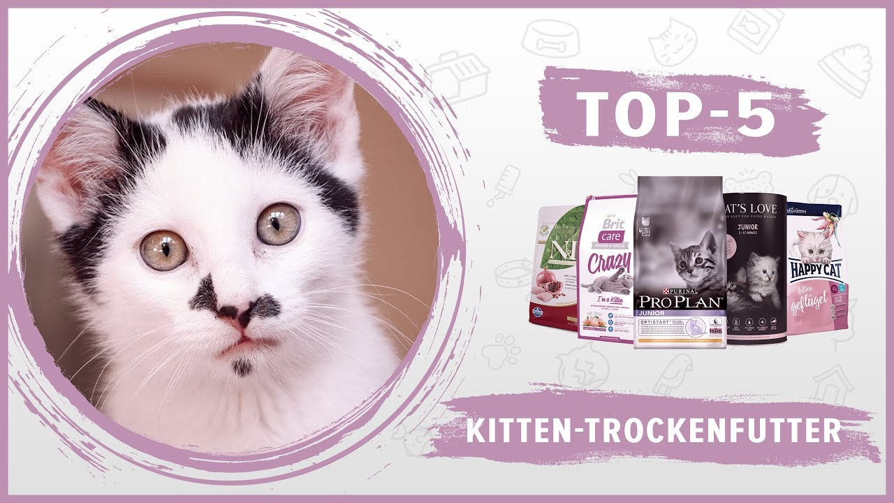 Das Beste 🔥 Trockenfutter für Ihre Kitten 😸 TOP-5