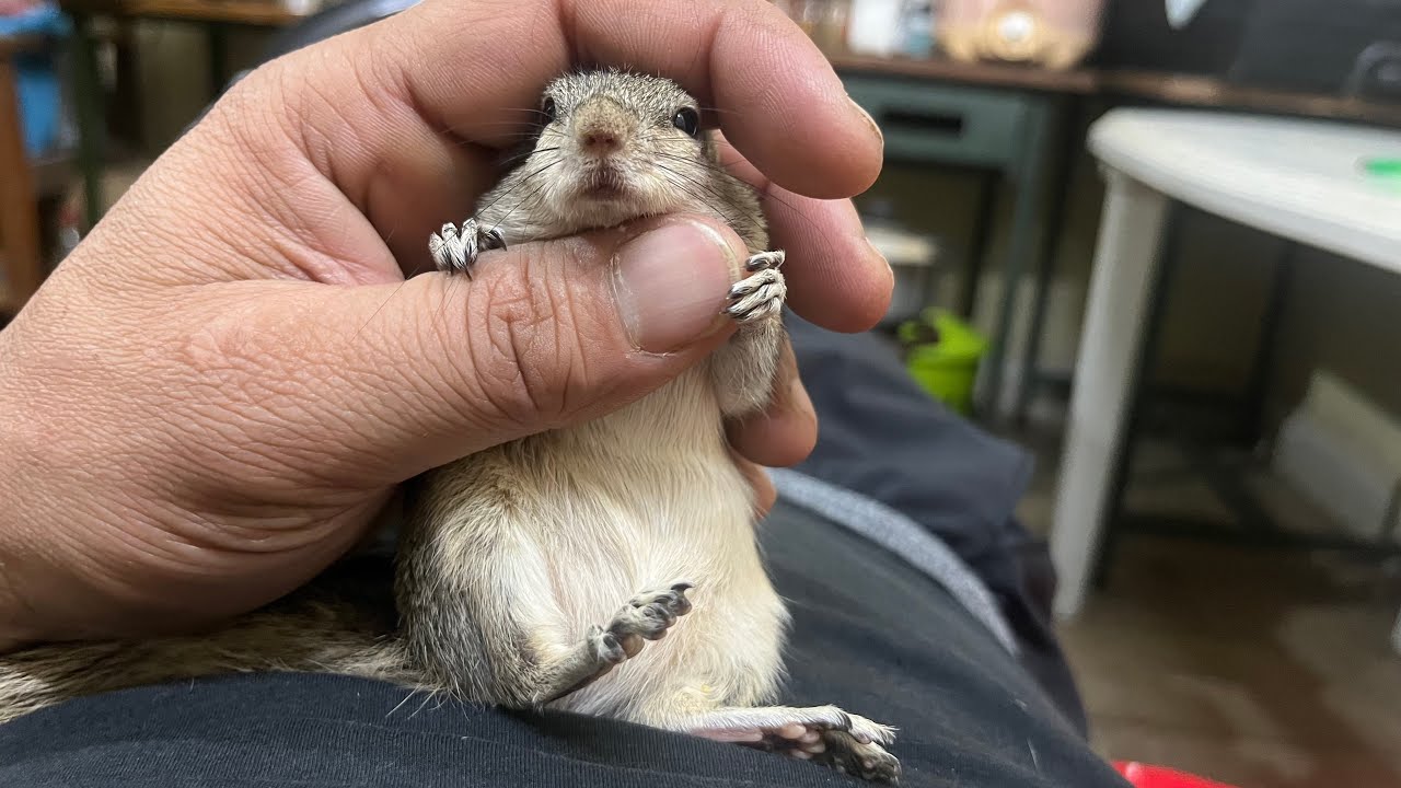 257वा दिन🐿️देखो Query का आरामदायक तरीके से बैठकर अपनी बॉडी पर मसाज करवाना इसे ऐसे बहुत अच्छा लगता है