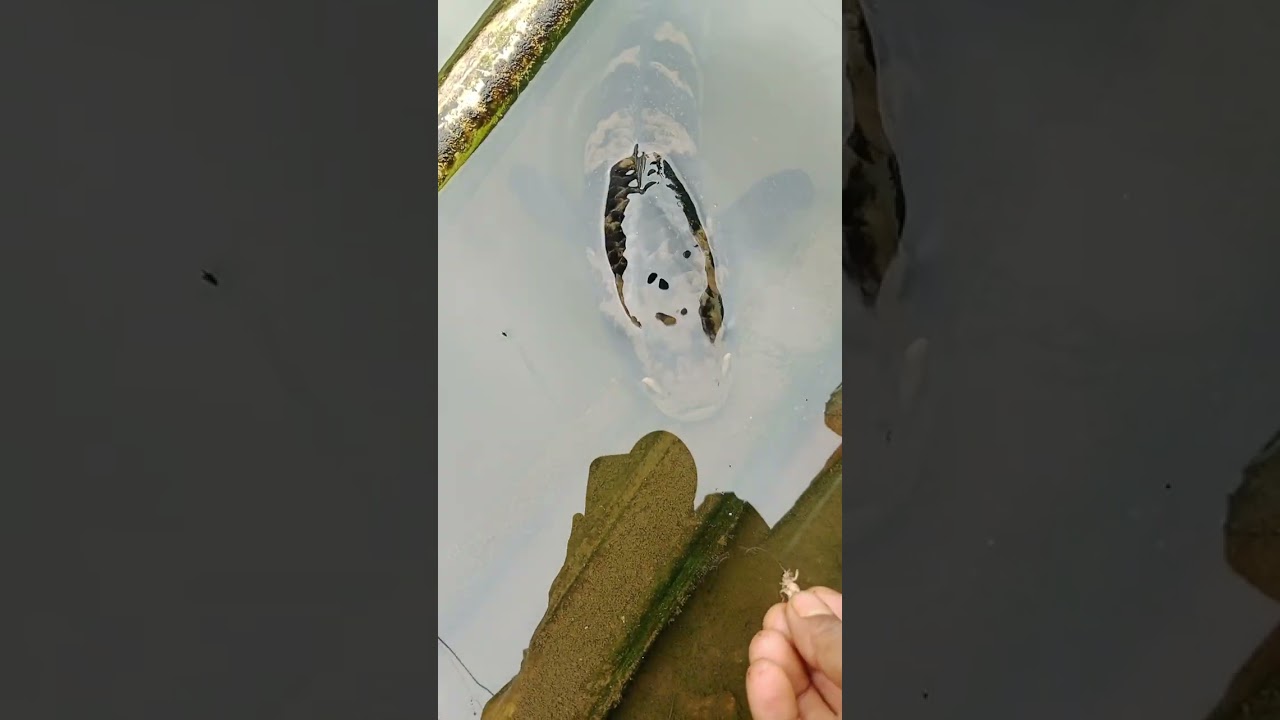 Ikan juga bisa guna ganti warna