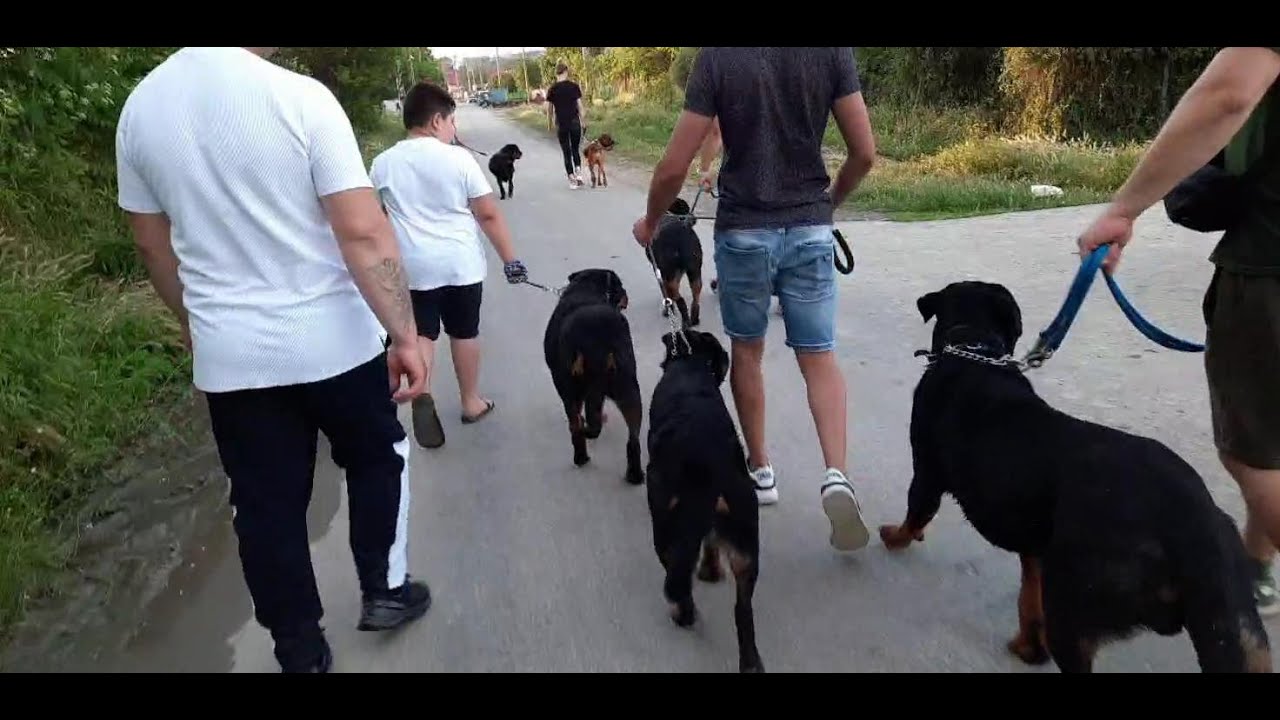 MERS IN LESA SI SOCIALIZARE DE GRUP CU 6 ROTTWEILERI SI 1 BOXER - DRESAJ CANIN - LIVE PE FACEBOOK
