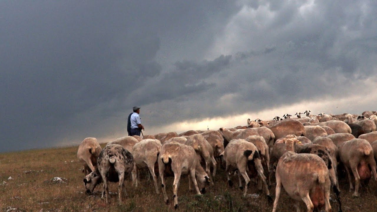 Pastores, maestros en supervivencia, sheep herders, masters in survival, tormenta, storm