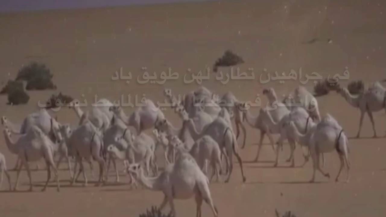 مجاراه للشاعر : حشر المقاطي . كلمات واداء / محمد ملوح الغنامي