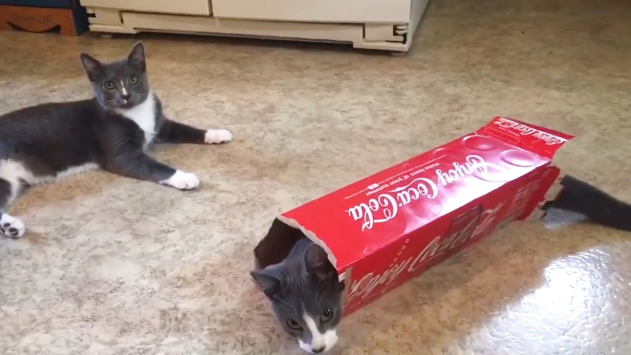 Funny cats playing with box