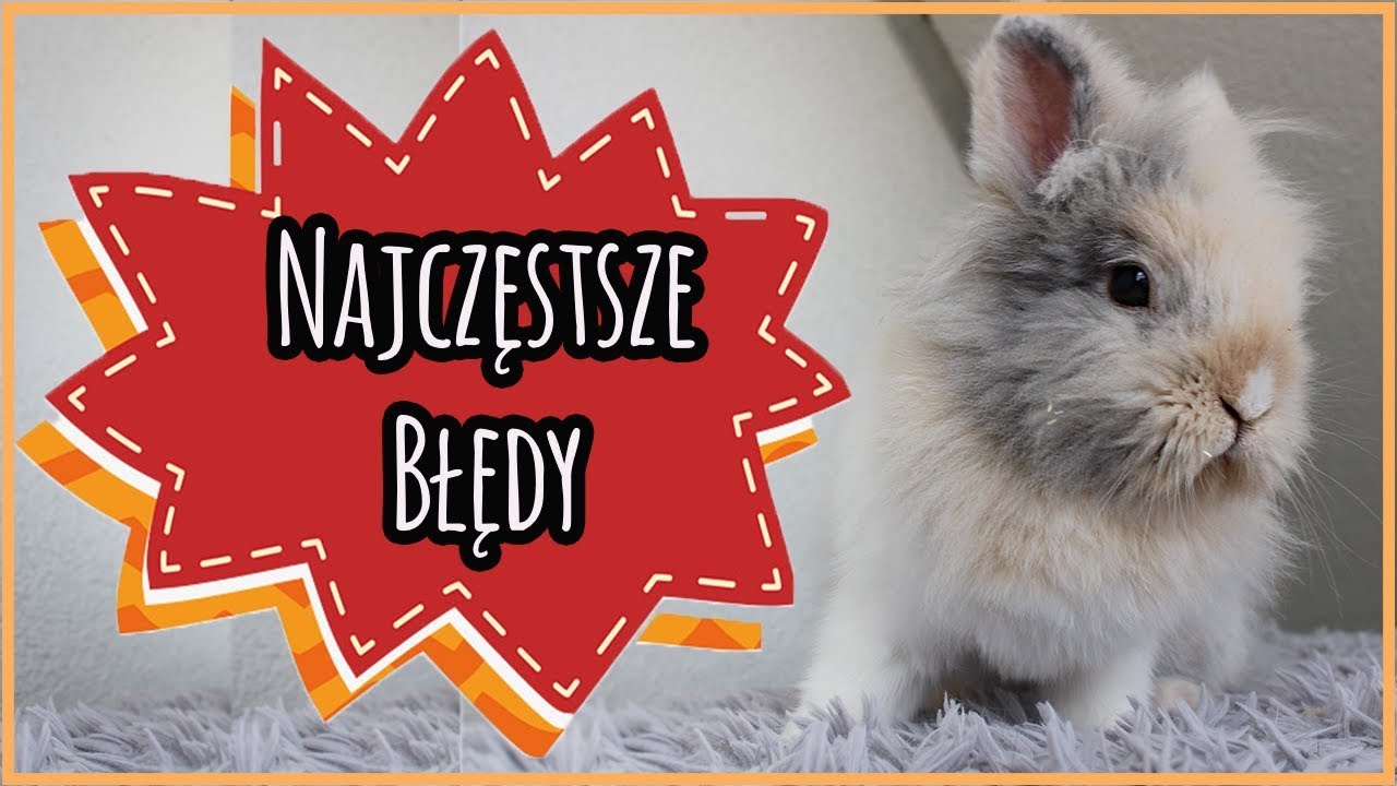 Opieka nad królikiem - najczęściej popełniane błędy 🐰