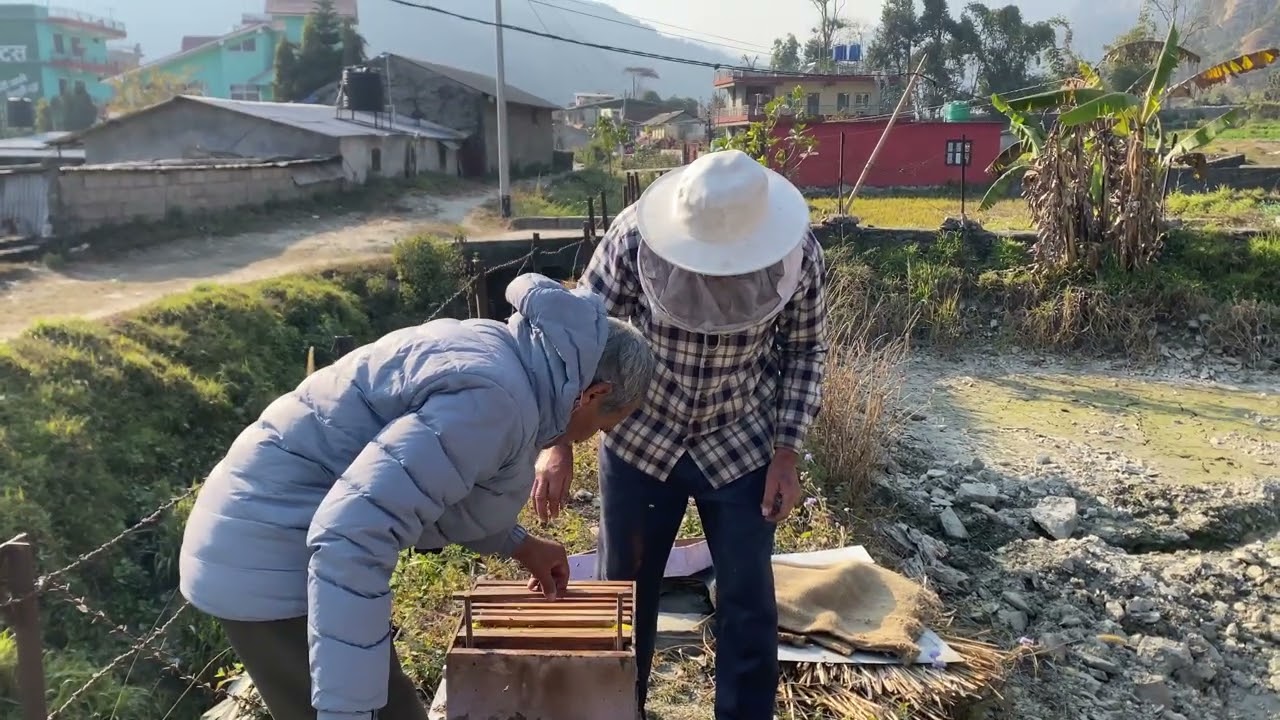 बलियो र कमजोर मौरीघार अवलोकन गर्दै ! | Nepal Bee Keeping