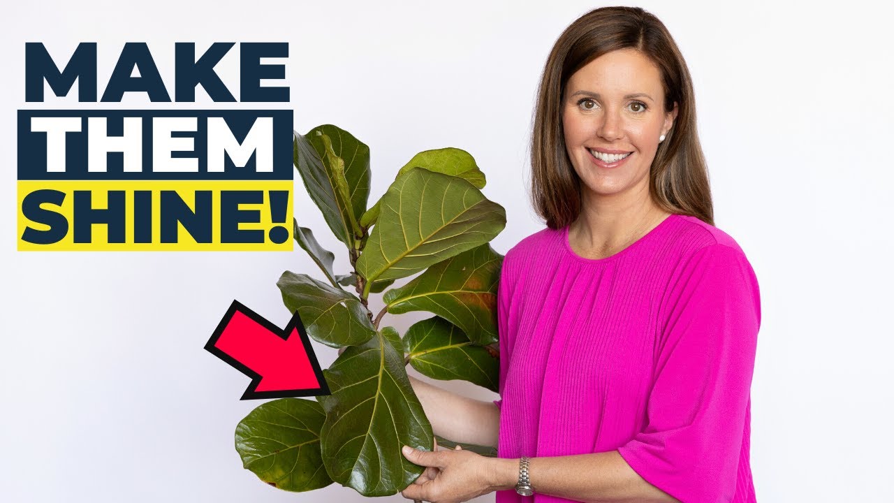 How to CLEAN and PROTECT Your Fiddle Leaf Fig Leaves