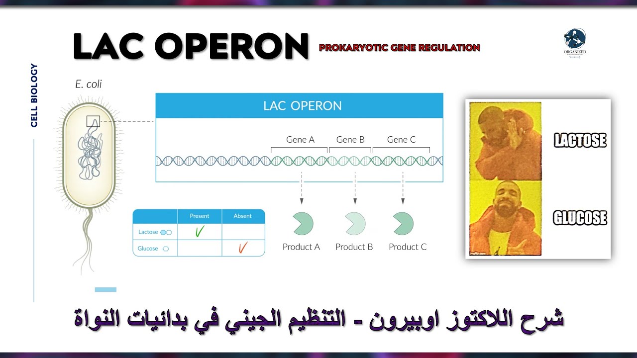 شرح اللاكتوز اوبيرون (التنظيم الجيني بالبكتريا) بالعربي | Lac operon (Prokaryotic Gene Regulation)
