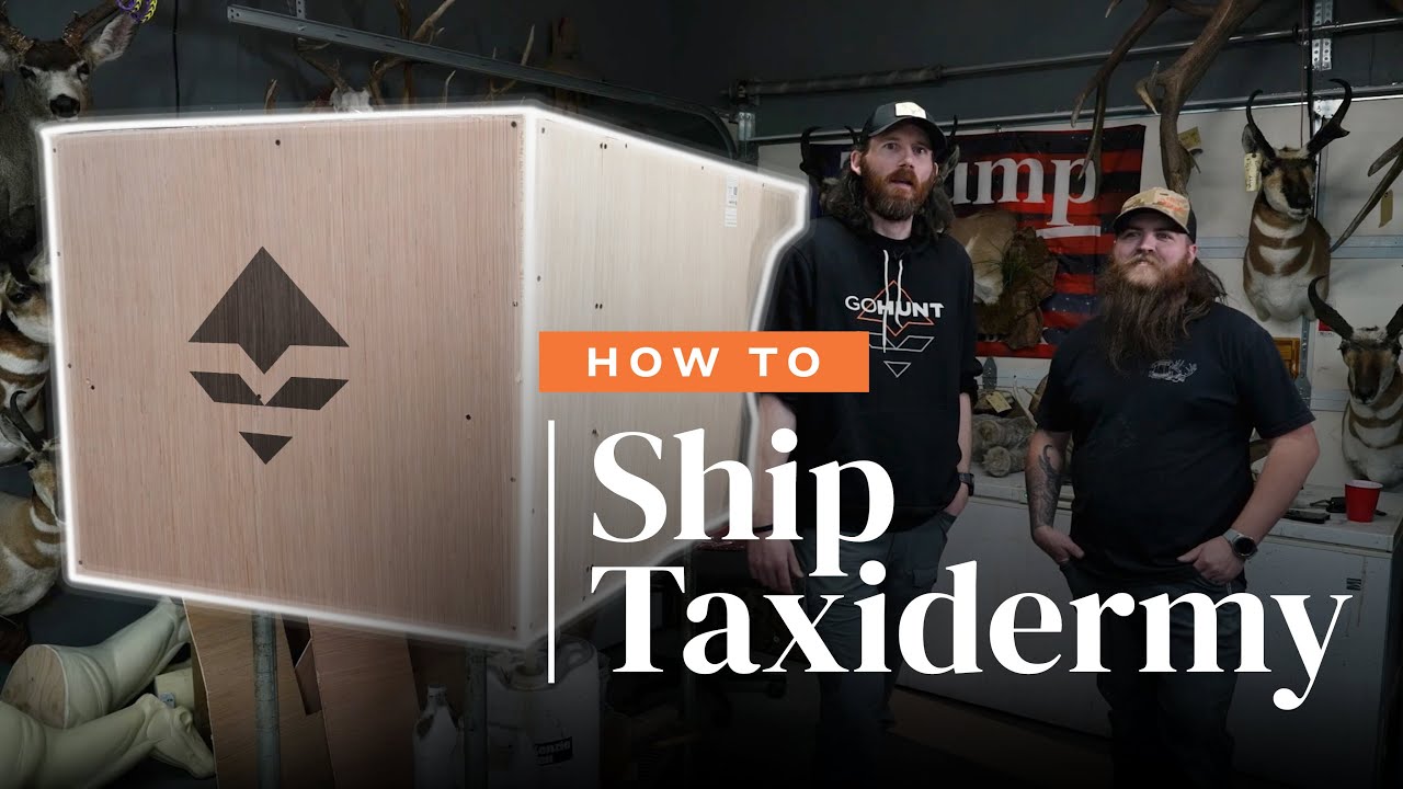 DIY Box Build - How To Ship Taxidermy