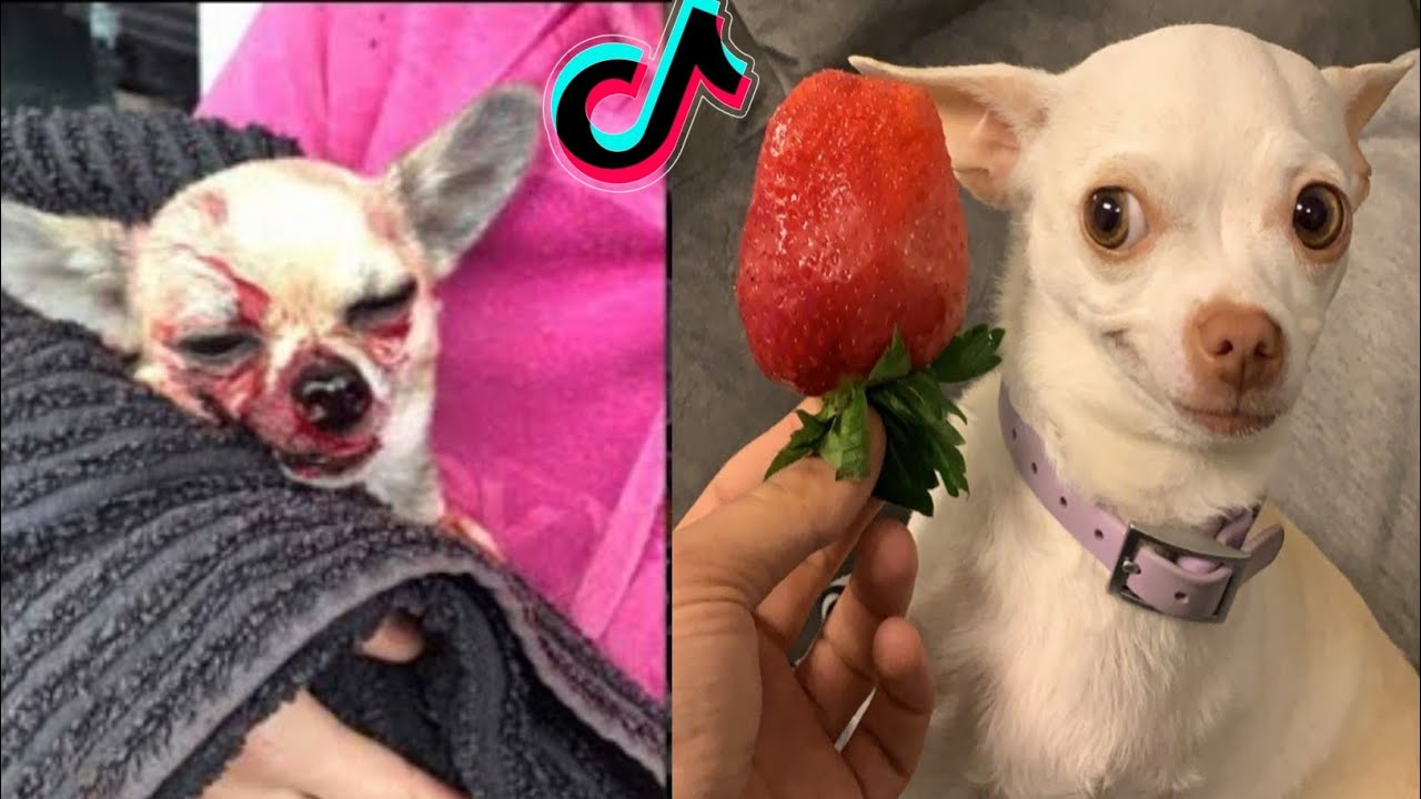 Special nikki chihuahua dog compilation।(mreviatar) #2। Fanny chihuahua TV