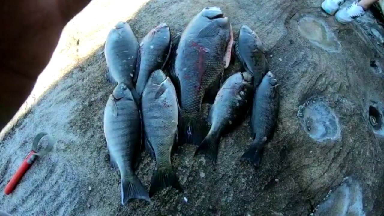 Luderick/Black fish rock fishing
