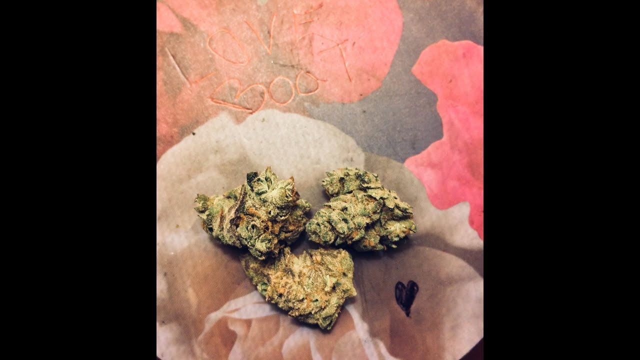REVIEWING THE LOVE BOAT STRAIN 21%THCA BUD