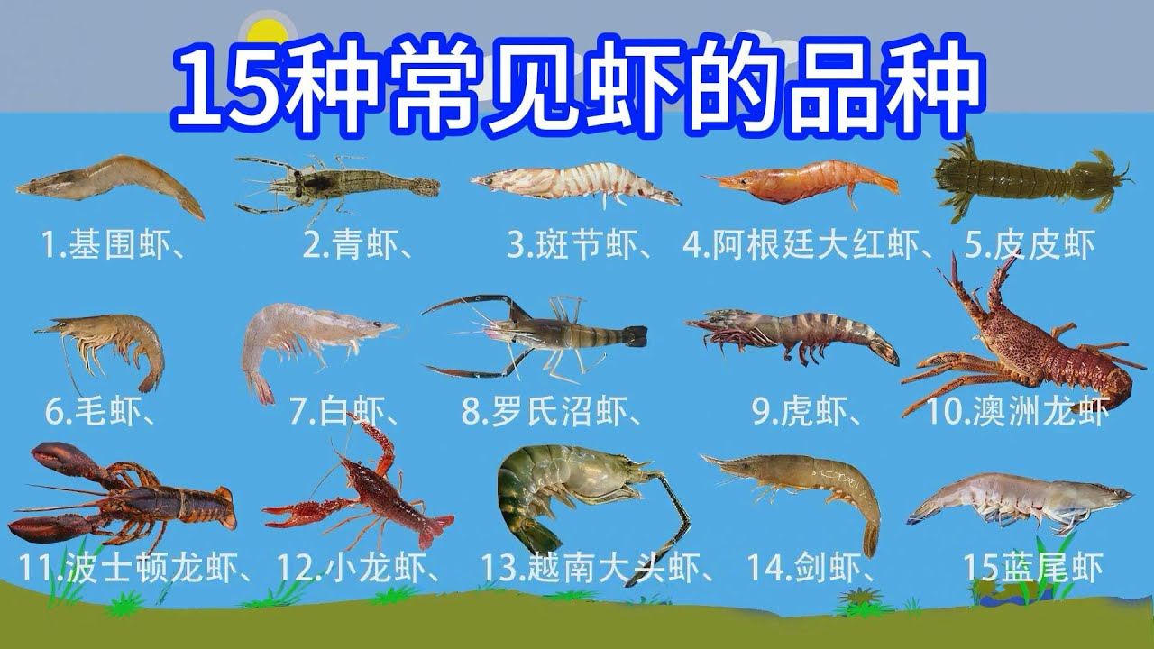15种常见虾的品种你见过几种？#大虾 #小龙虾 #seafood #foodlovers #food #shrimp #prawns
