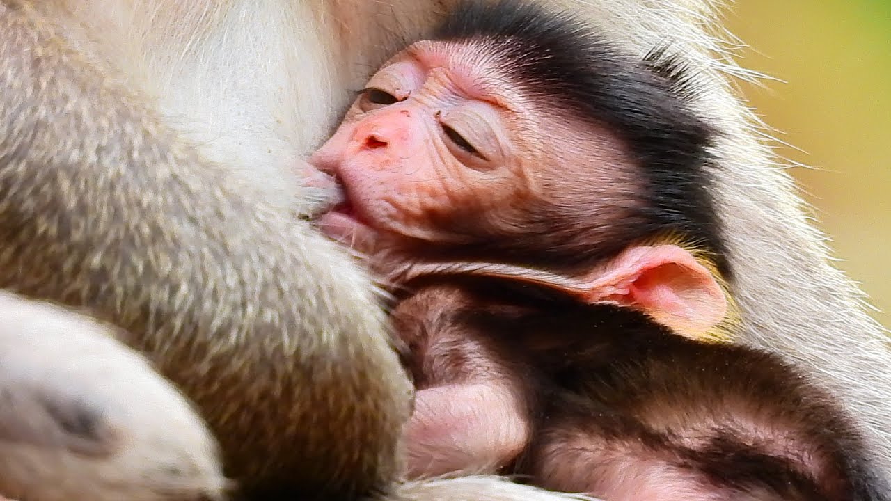 VENUS FALL DRANK YUMMY MILK SLEEP WITH MOMMA NURSE HIM. LOVELY BABY.