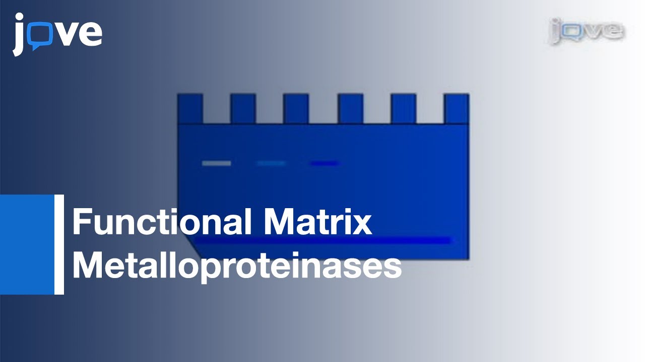 Detection: Functional Matrix Metalloproteinases By Zymography l Protocol Preview