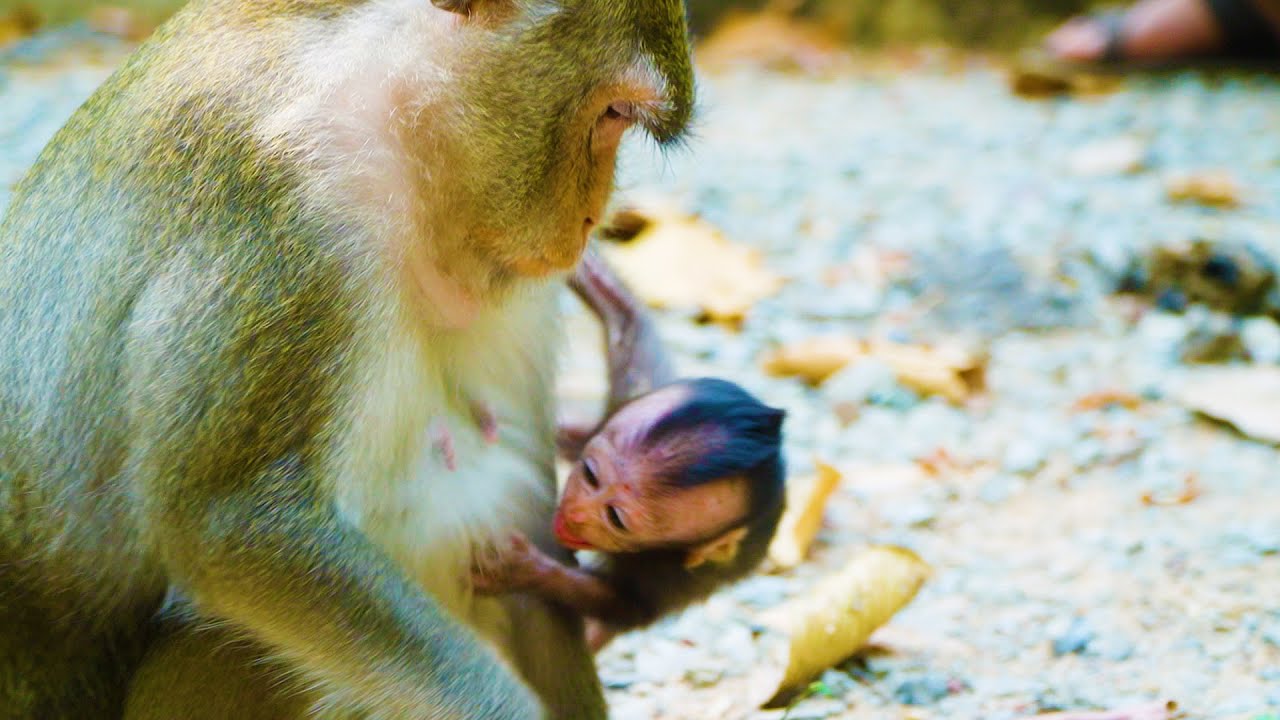 Monkey Anna Weaning Milks Poor Baby Amelia____ Poor Amelia So Hungry Milks Much