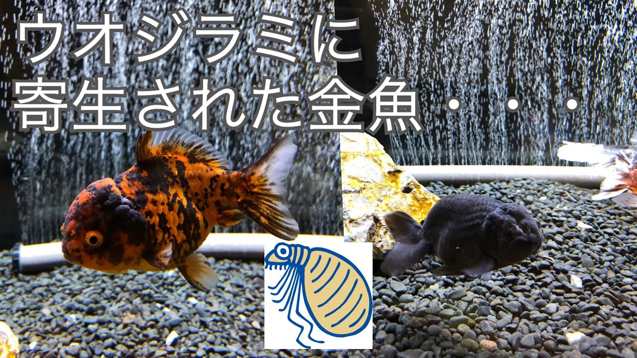 ヤフオク金魚は危険！？金魚にウオジラミ・・・
