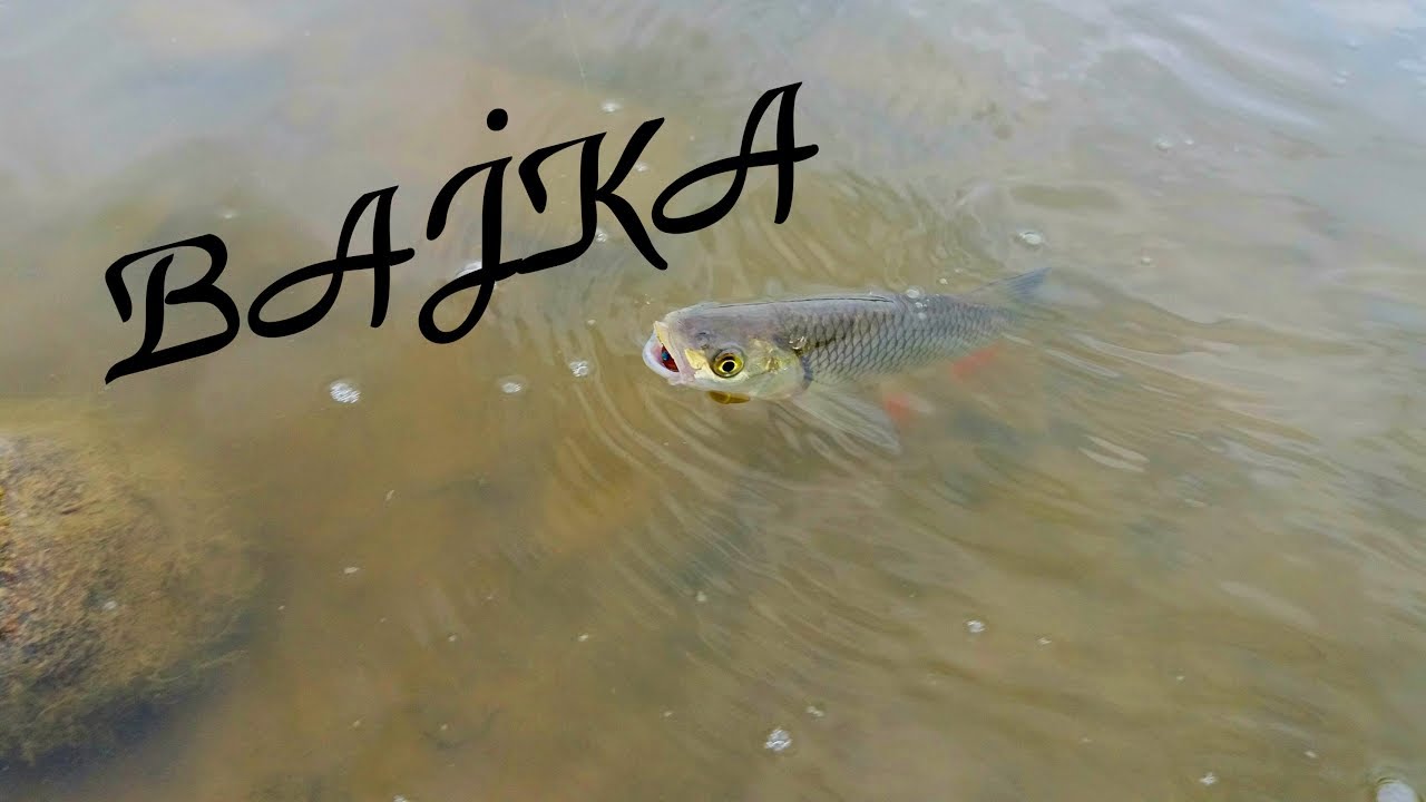 Spinning nad Bugiem | Klenie na smużaka | Skaczące bolenie