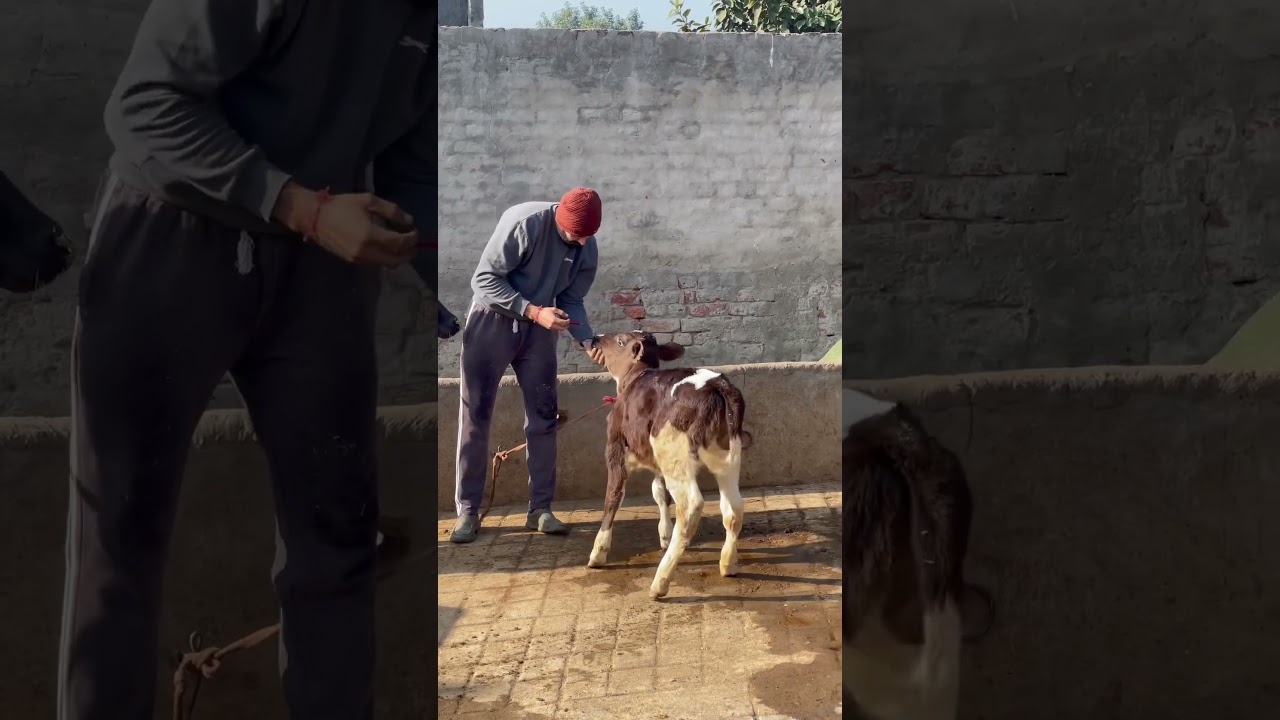 De worming ❣️❣️ #abs #cow #absheifer #animalfarming #trending #farming #dairyfirm