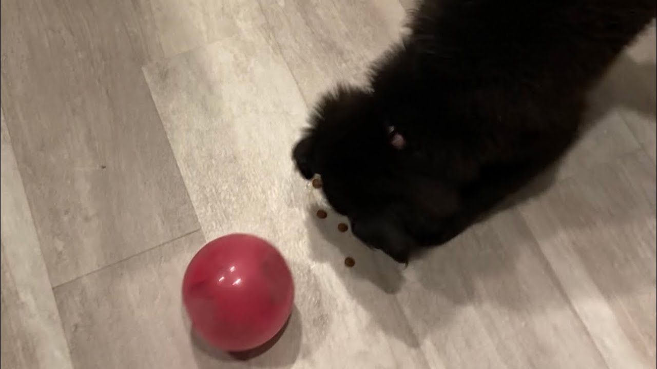 How to keep a Puppy Busy 🐾♥️ Dog’s New Puzzle Toy Feeder 🥎👍