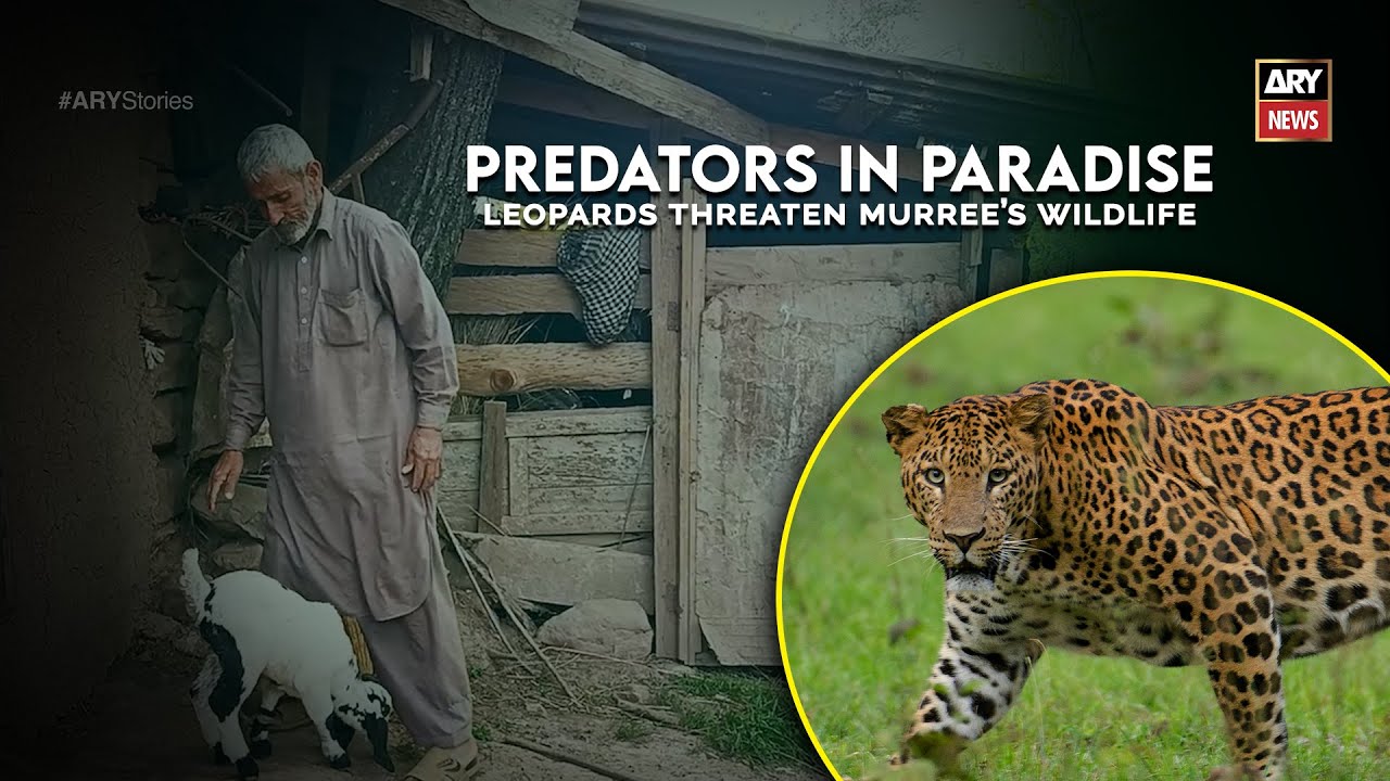 Murree’s Animals in Danger: Leopards Disrupt the Wild