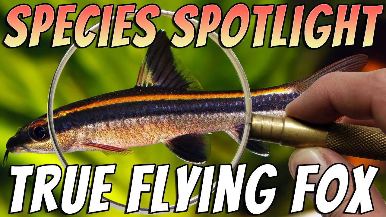 True Flying Fox (Epalzeorhynchos kalopterus) Freshwater Aquarium Fish Species Profile & Care Guide