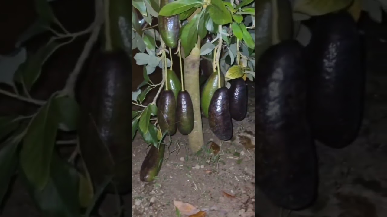 Siap Rilis Black Avocado #shorts #shortvideo #trendingshorts #fypシ #viralshorts #fruit