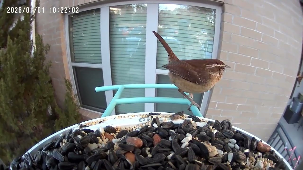 Birds of my yard week 1 #nature #birdsounds 