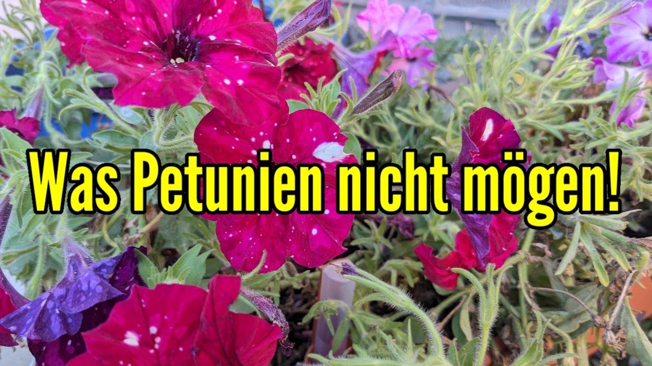 Was Petunien nicht m&ouml;gen - Diese PFLEGEFEHLER  solltest du unbedingt VERMEIDEN bei Petunia