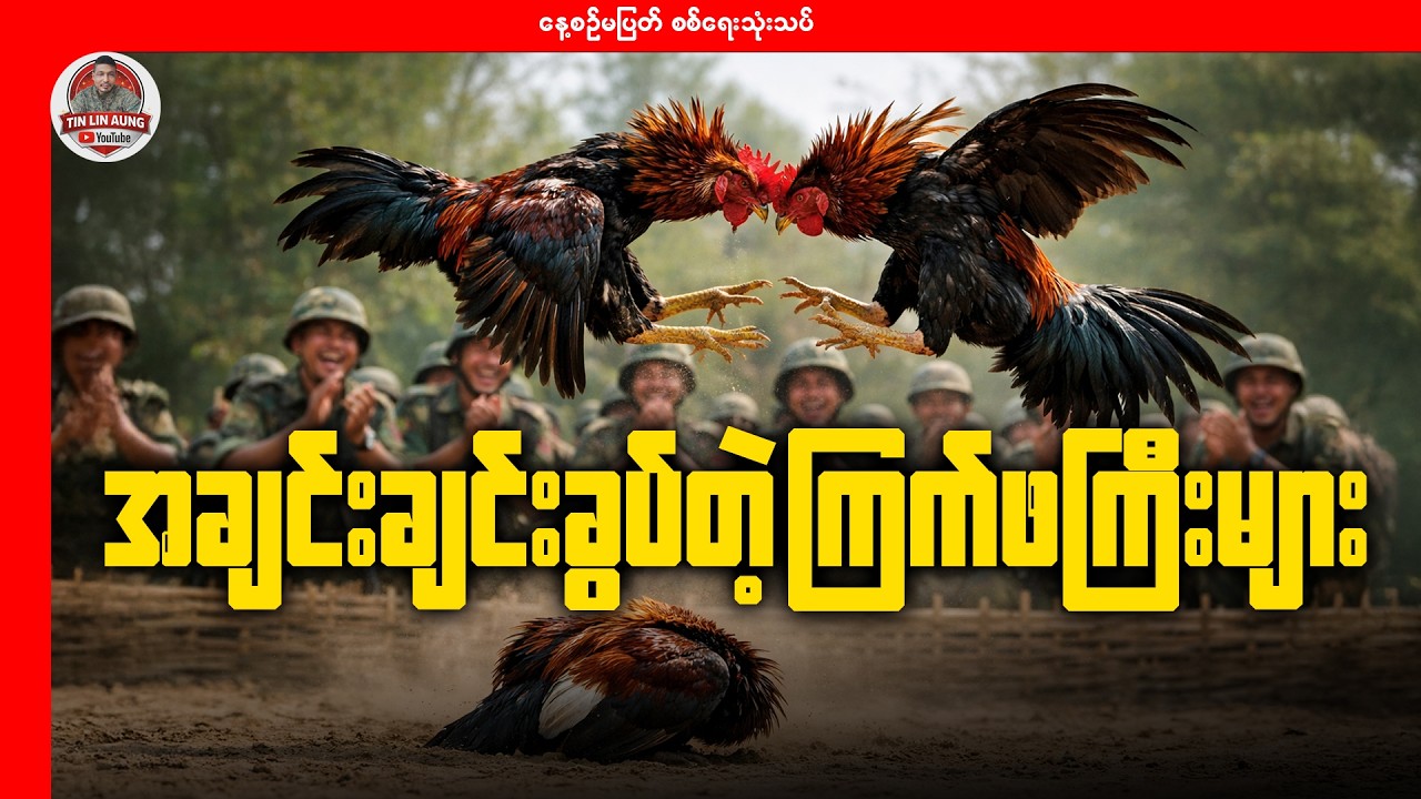အချင်းချင်းခွပ်တဲ့ ကြက်ဖကြီးများ