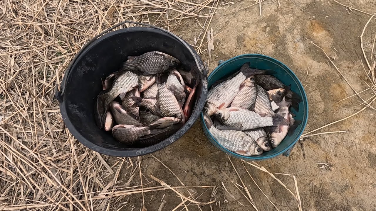 Тут карась жирует весна 2025 рыбалка на удочку в канале