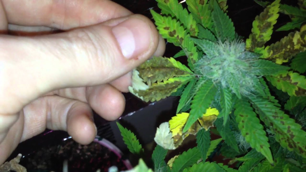 Phosphorus deficiency damage on cannabis,HSO Trainwreck still produces.