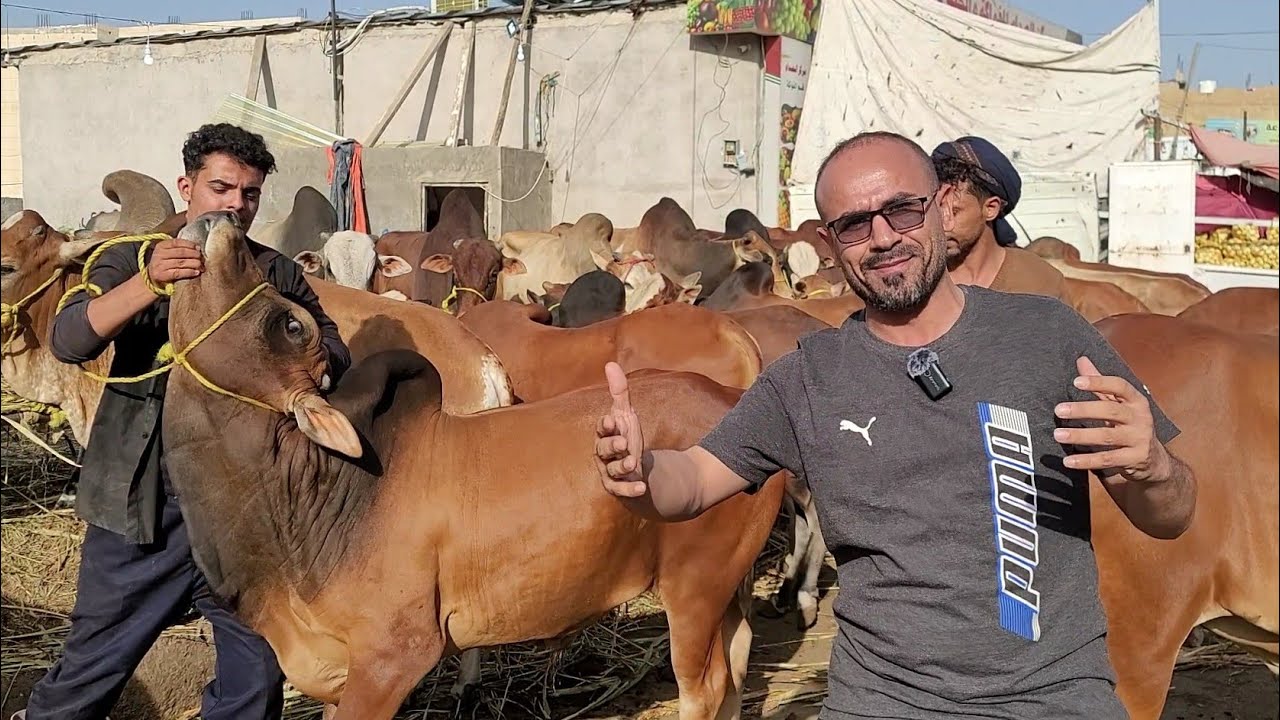 انـواع الاثـوار واسعارهن في صنعاء..